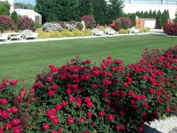 Dover Garden Suites Esterno foto